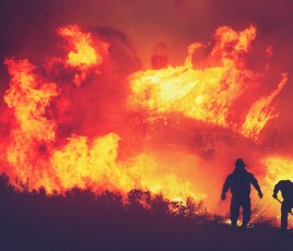 Feu de forêt